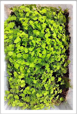 Austin Texas Living Forests
